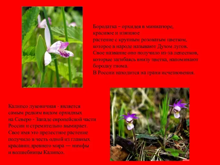 Бородатка – орхидея в миниатюре, красивое и изящное растение с