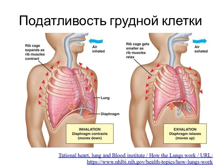 Tational heart, lung and Blood institute / How the Lungs work / URL: