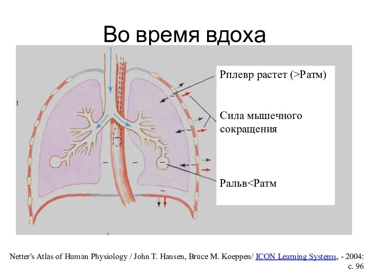 Во время вдоха Рплевр растет (>Ратм) Сила мышечного сокращения Ральв Netter's Atlas of