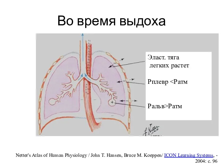 Во время выдоха Эласт. тяга легких растет Рплевр Ральв>Ратм Netter's Atlas of Human