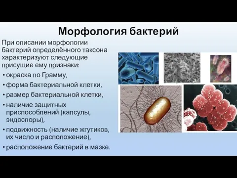 Морфология бактерий При описании морфологии бактерий определённого таксона характеризуют следующие присущие ему признаки: