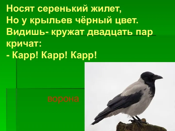 Носят серенький жилет, Но у крыльев чёрный цвет. Видишь- кружат