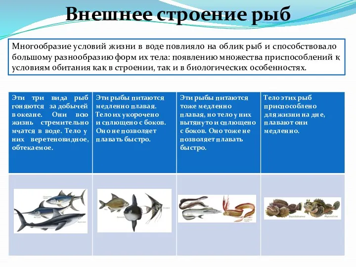 Многообразие условий жизни в воде повлияло на облик рыб и