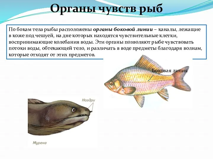 По бокам тела рыбы расположены органы боковой линии – каналы,