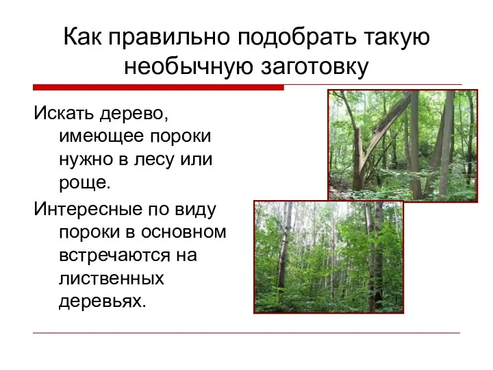 Искать дерево, имеющее пороки нужно в лесу или роще. Интересные по виду пороки