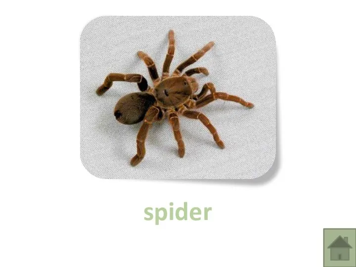 spider