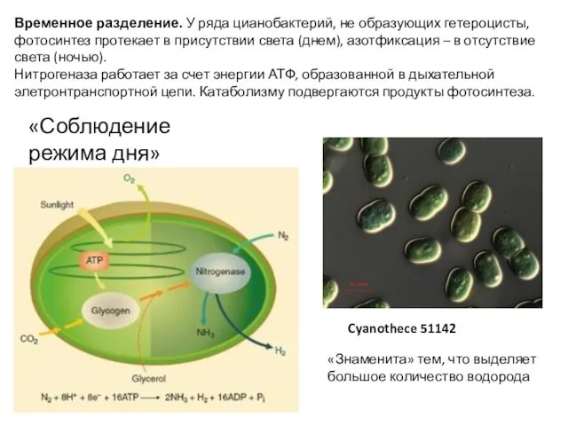 Cyanothece 51142 Временное разделение. У ряда цианобактерий, не образующих гетероцисты, фотосинтез протекает в