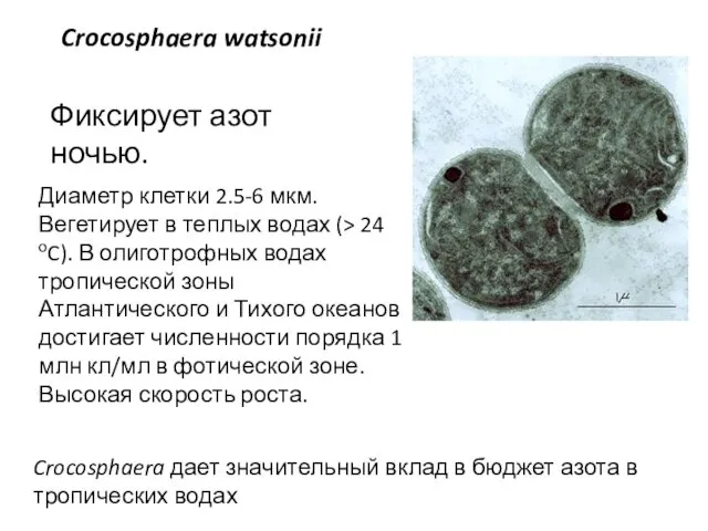 Диаметр клетки 2.5-6 мкм. Вегетирует в теплых водах (> 24 оC). В олиготрофных