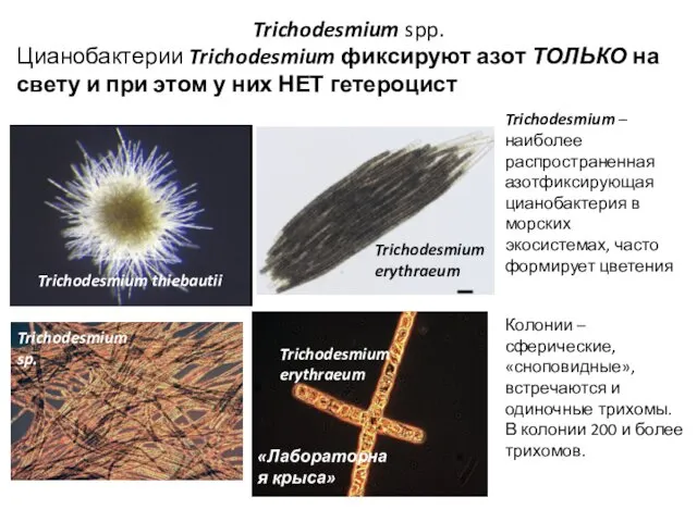 Trichodesmium spp. Цианобактерии Trichodesmium фиксируют азот ТОЛЬКО на свету и