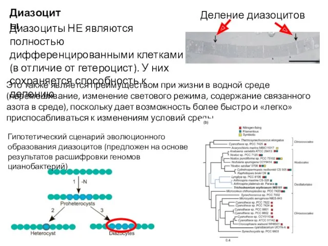 Гипотетический сценарий эволюционного образования диазоцитов (предложен на основе результатов расшифровки геномов цианобактерий) Диазоциты