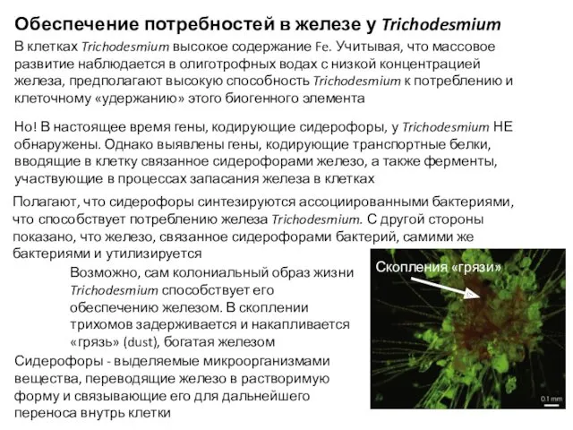 Обеспечение потребностей в железе у Trichodesmium В клетках Trichodesmium высокое