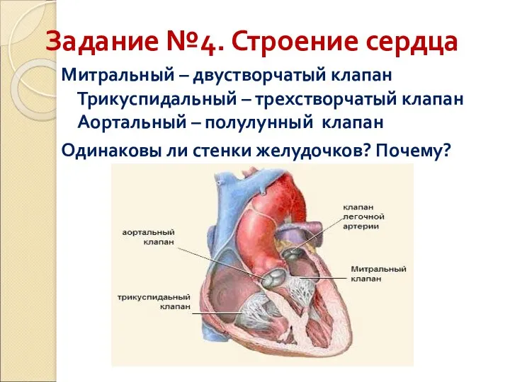 Задание №4. Строение сердца Митральный – двустворчатый клапан Трикуспидальный – трехстворчатый клапан Аортальный