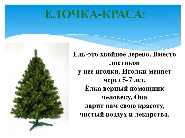 Ель-это хвойное дерево. Вместо листиков у нее иголки. Иголки меняет через 5-7 лет.