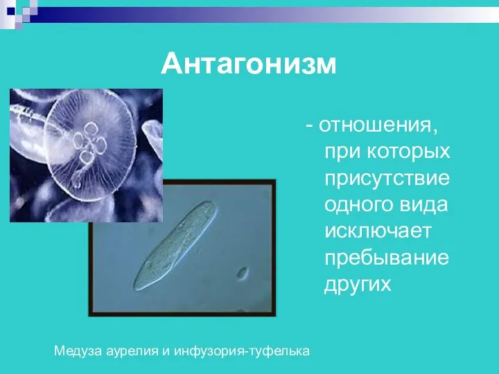 Антагонизм - отношения, при которых присутствие одного вида исключает пребывание других Медуза аурелия и инфузория-туфелька