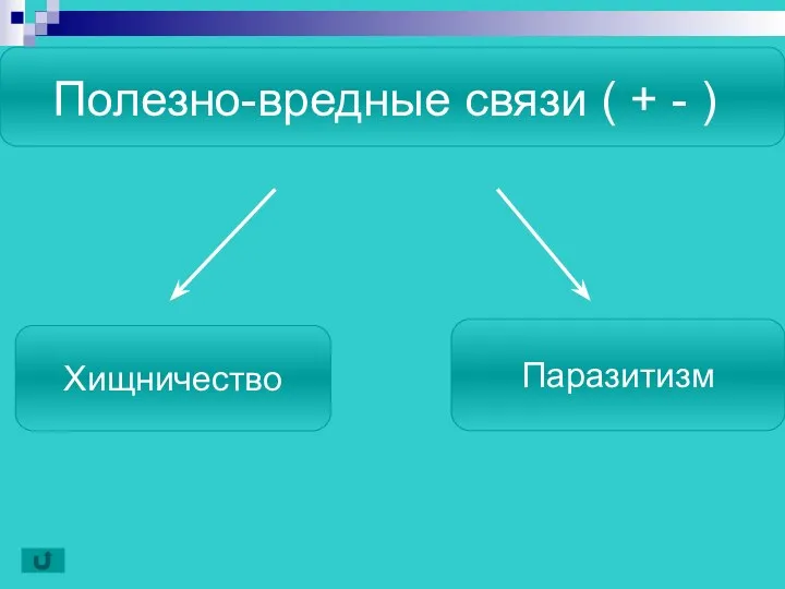 Полезно-вредные связи ( + - ) Хищничество Паразитизм