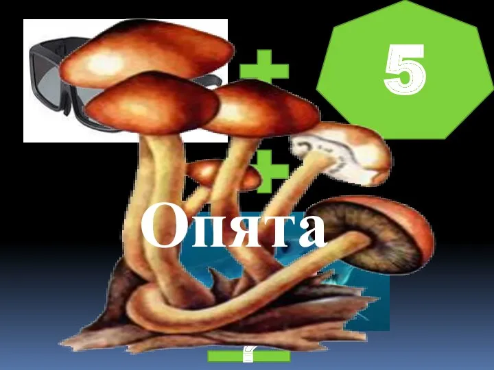 5 ? Опята