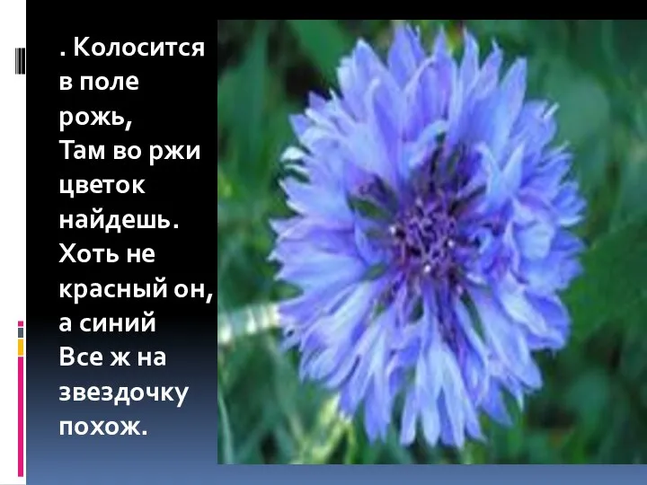 . Колосится в поле рожь, Там во ржи цветок найдешь.