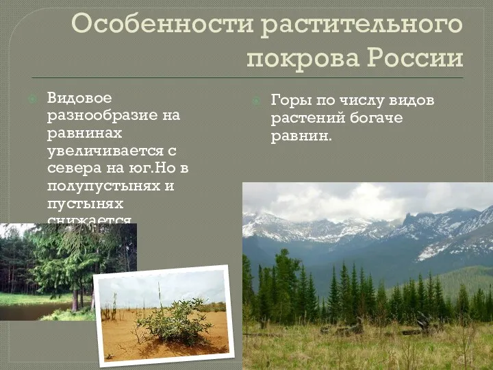 Особенности растительного покрова России Видовое разнообразие на равнинах увеличивается с