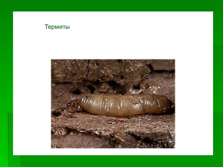 Термиты