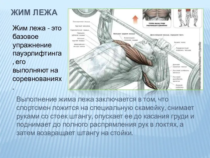 Жим лежа Выполнение жима лежа заключается в том, что спортсмен ложится на специальную