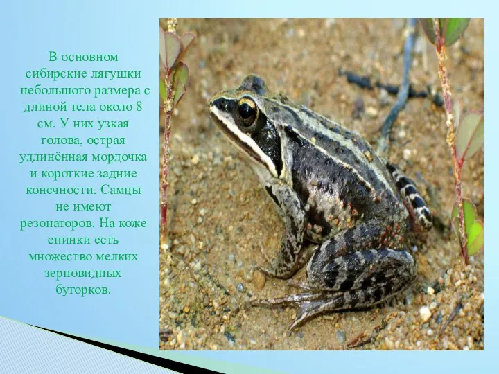 В основном сибирские лягушки небольшого размера с длиной тела около 8 см. У