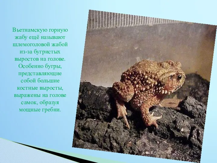 Вьетнамскую горную жабу ещё называют шлемоголовой жабой из-за бугристых выростов на голове. Особенно