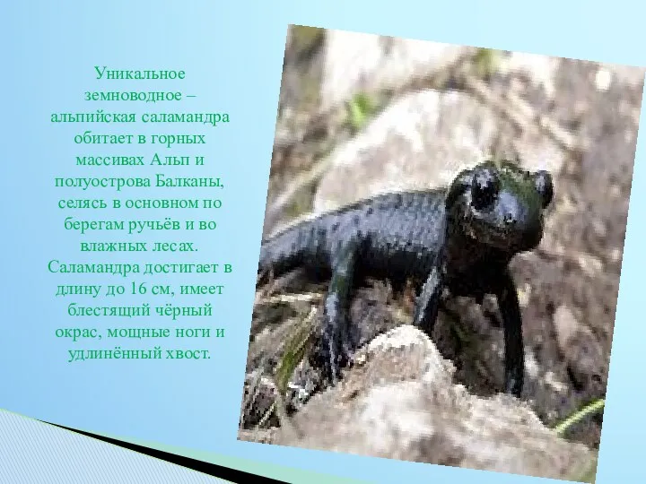 Уникальное земноводное – альпийская саламандра обитает в горных массивах Альп