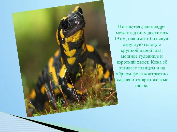 Пятнистая саламандра может в длину достигать 19 см, она имеет большую округлую голову