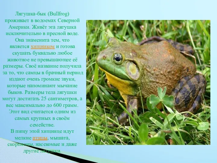 Лягушка-бык (Bullfrog) проживает в водоемах Северной Америки. Живёт эта лягушка исключительно в пресной