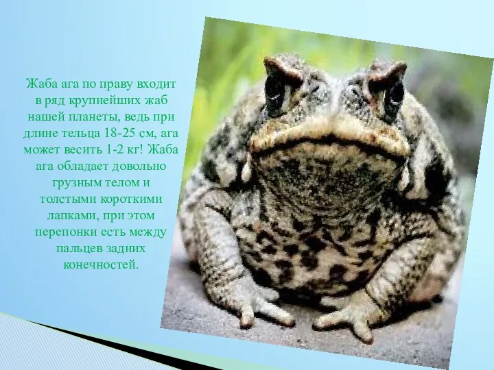Жаба ага по праву входит в ряд крупнейших жаб нашей планеты, ведь при