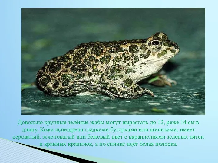 Довольно крупные зелёные жабы могут вырастать до 12, реже 14 см в длину.