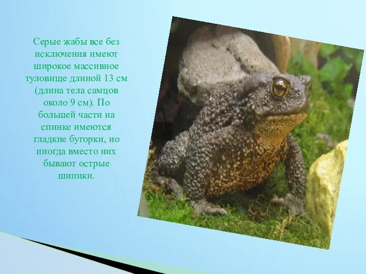 Серые жабы все без исключения имеют широкое массивное туловище длиной 13 см (длина