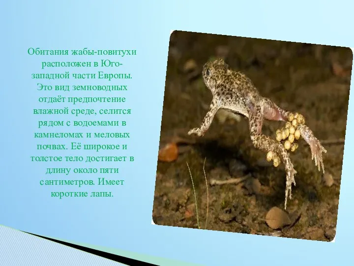 Обитания жабы-повитухи расположен в Юго-западной части Европы. Это вид земноводных отдаёт предпочтение влажной