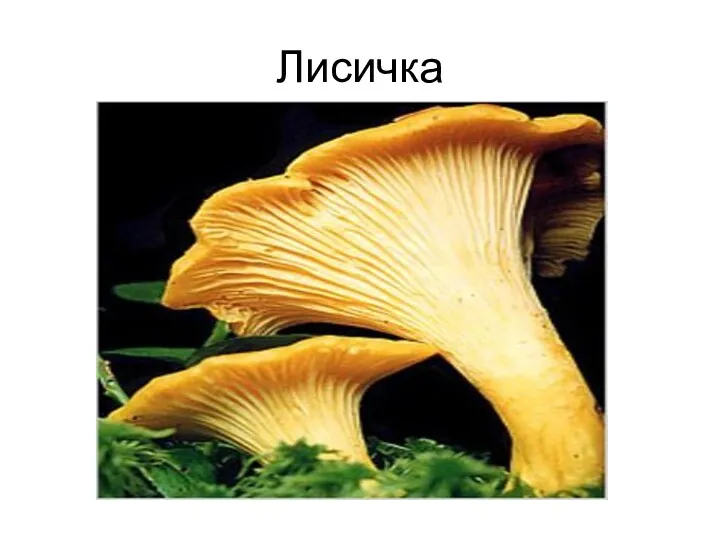 Лисичка