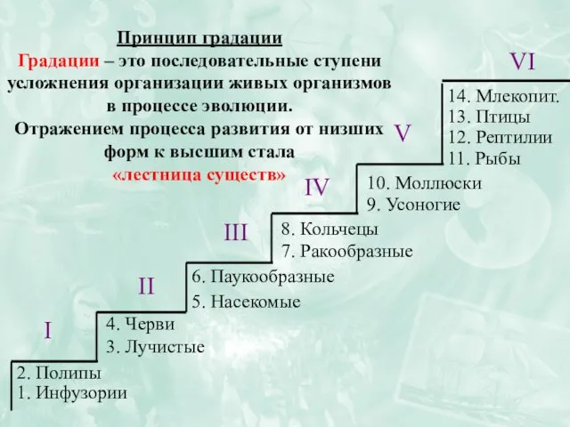 14. Млекопит. 13. Птицы 12. Рептилии 11. Рыбы Принцип градации