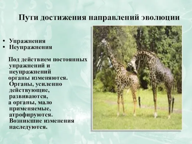 Пути достижения направлений эволюции Упражнения Неупражнения Под действием постоянных упражнений