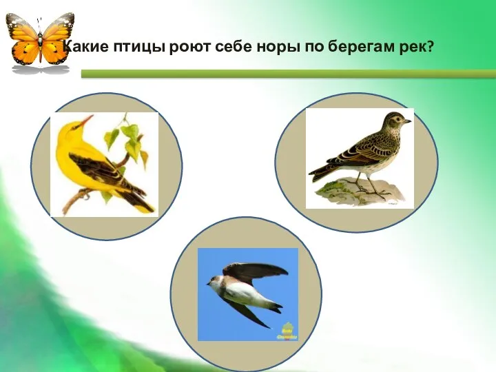 Какие птицы роют себе норы по берегам рек?