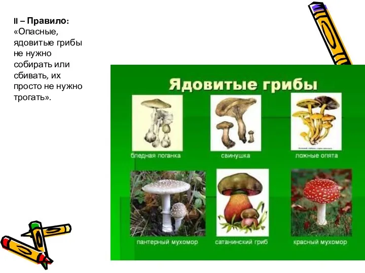 II – Правило: «Опасные, ядовитые грибы не нужно собирать или сбивать, их просто не нужно трогать».