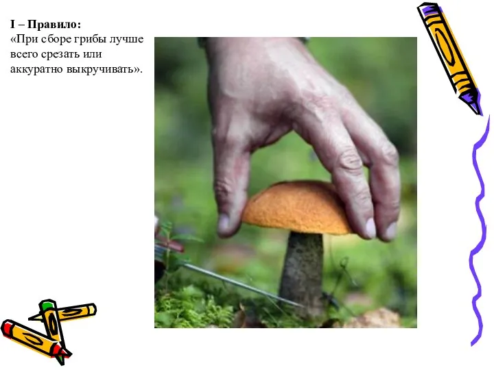 I – Правило: «При сборе грибы лучше всего срезать или аккуратно выкручивать».