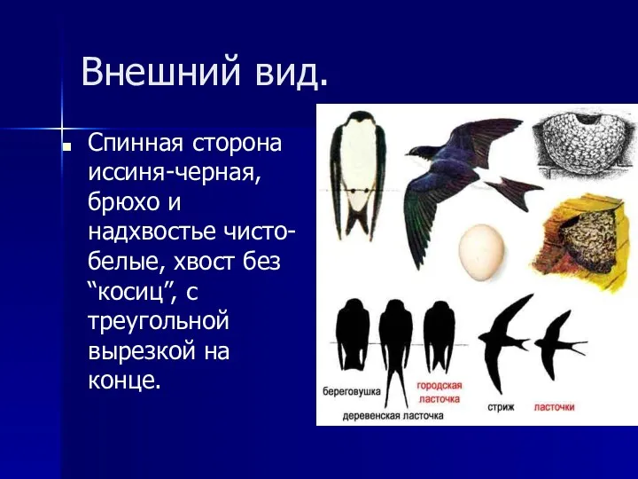 Внешний вид. Спинная сторона иссиня-черная, брюхо и надхвостье чисто-белые, хвост