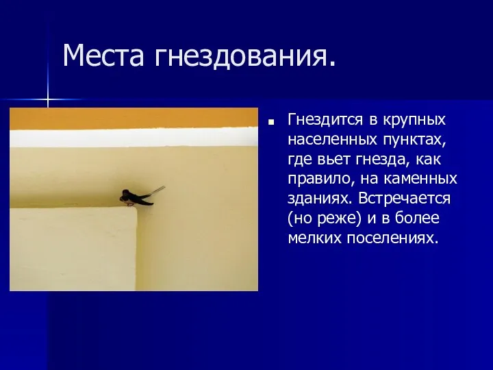 Места гнездования. Гнездится в крупных населенных пунктах, где вьет гнезда,