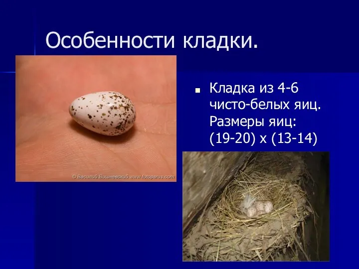 Особенности кладки. Кладка из 4-6 чисто-белых яиц. Размеры яиц: (19-20) х (13-14) мм.