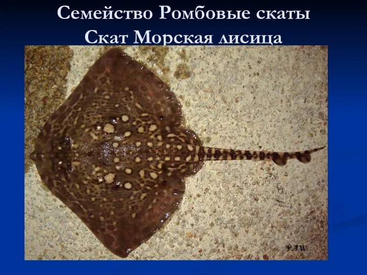 Семейство Ромбовые скаты Скат Морская лисица