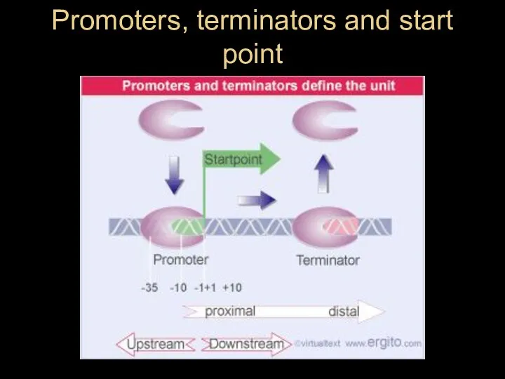 Promoters, terminators and start point