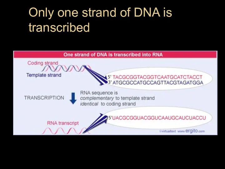 Only one strand of DNA is transcribed