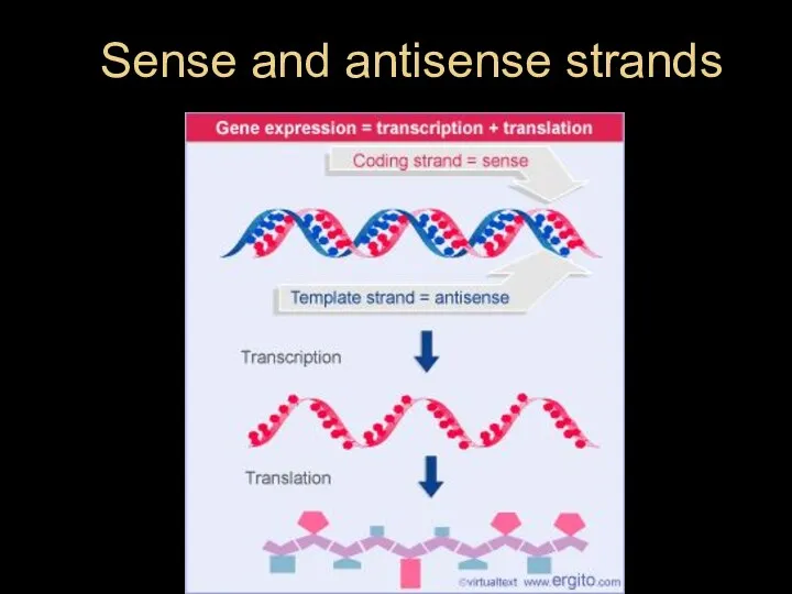 Sense and antisense strands