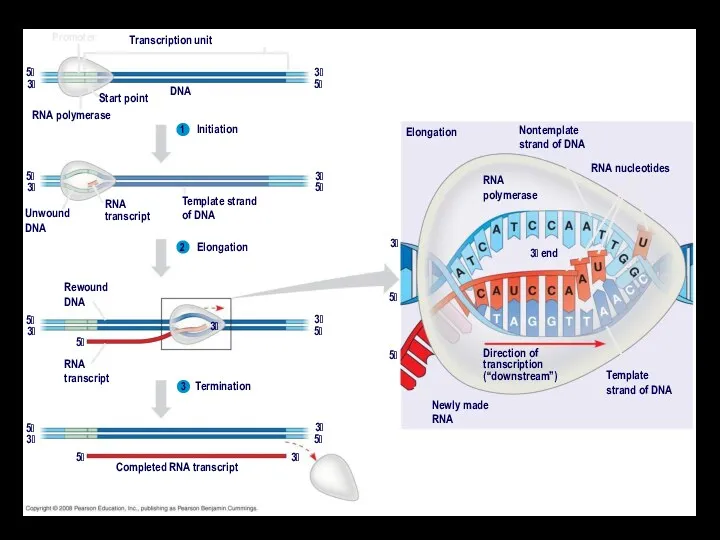 Promoter Transcription unit Start point DNA RNA polymerase 5 5