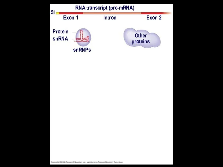 RNA transcript (pre-mRNA) Exon 1 Exon 2 Intron Protein snRNA snRNPs Other proteins 5