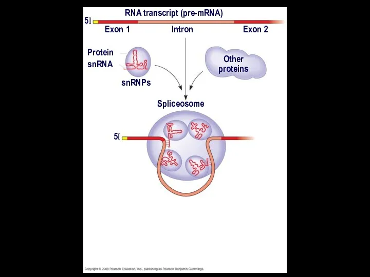 RNA transcript (pre-mRNA) Exon 1 Exon 2 Intron Protein snRNA snRNPs Other proteins 5 5 Spliceosome