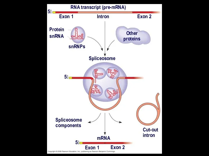 RNA transcript (pre-mRNA) Exon 1 Exon 2 Intron Protein snRNA